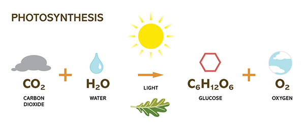 Photosynthesis chemical equation - Oregonforests 2023