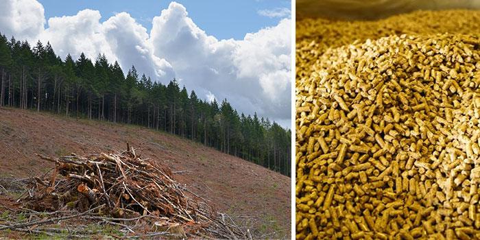 Biomass in oregon forests
