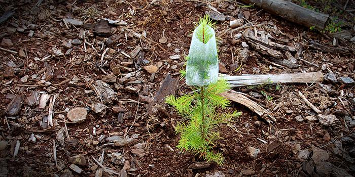 Douglas-fir seedling by Jordan Benner