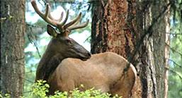 Wildlife in Managed Forests: Deer and Elk