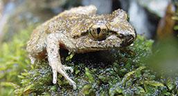 Wildlife in Managed Forests: Stream-associated Amphibians