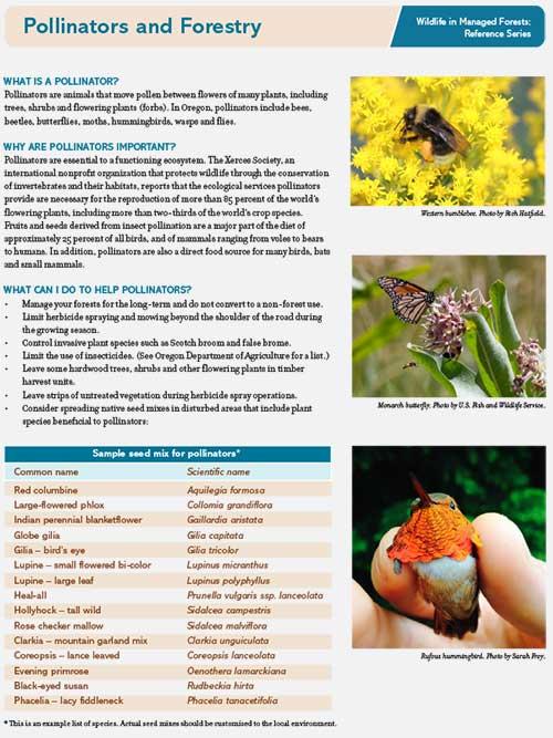 Wildlife in Managed Forests: Pollinators and Forestry - Oregonforests 2023