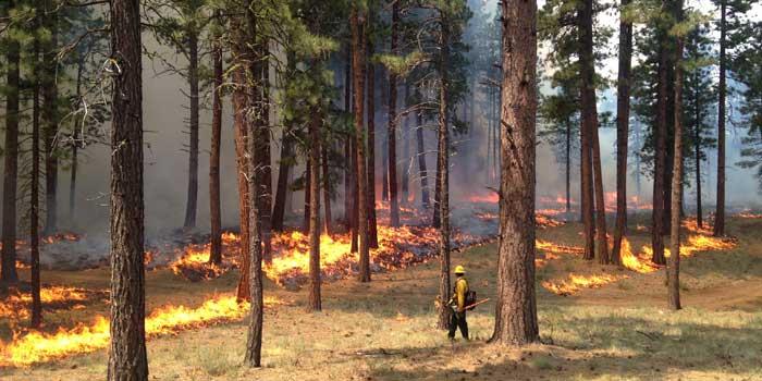 Prescribed burning in a forest.