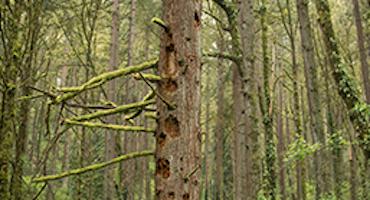 A decayed tree with holes for habitat