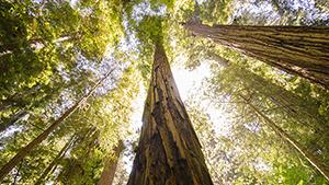 Tall redwood tree