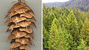 Douglas-fir cone