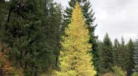 western larch card image