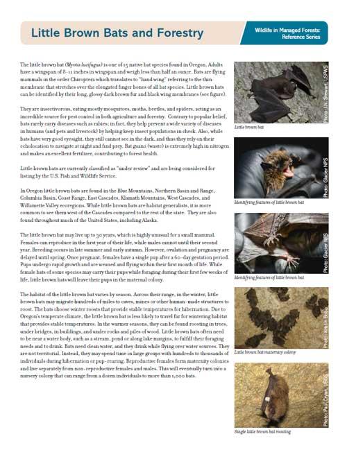 Little Brown Bat cover